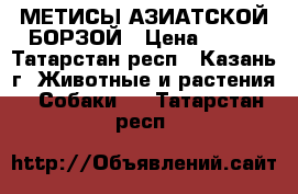 МЕТИСЫ АЗИАТСКОЙ БОРЗОЙ › Цена ­ 100 - Татарстан респ., Казань г. Животные и растения » Собаки   . Татарстан респ.